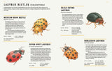 Encyclopedia of Insects - Jules Howard