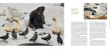 Birdlands: Up Close and Personal with the Birds of Remote New Zealand - Edin Whitehead PRE-ORDER
