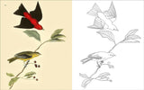 Birds Colouring Book - Arcturus Publishing