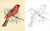 Birds Colouring Book - Arcturus Publishing