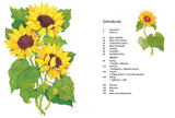 Rewild Your Drawing: How to draw botanicals - Marta Glowacka