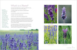 The Lavender Companion: Enjoy the Aroma, Flavor, and Health Benefits of This Classic Herb - Terry Barlin Vesci, Jessica Dunham