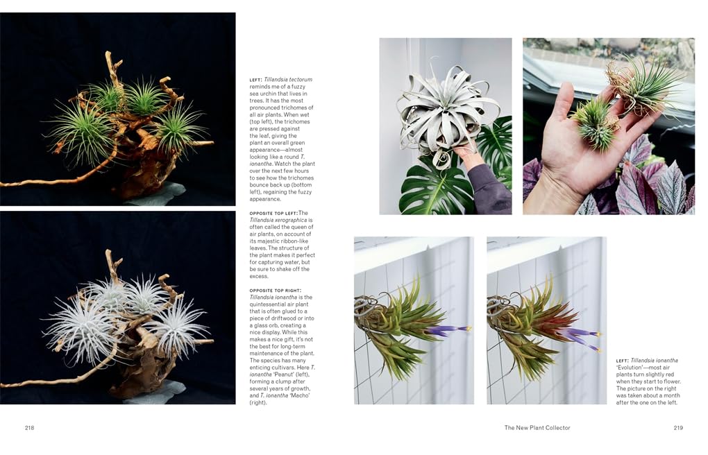 darryl cheng house plant journal The New Plant Collector: The Next Adventure in Your House Plant Journe – EmmasatOxford