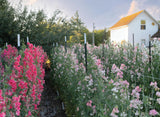 Sweet Pea School: Growing & Arranging the Garden’s Most Romantic Blooms - Marryn Mathis
