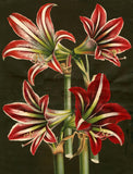 John Derian - Gift Wrap Book