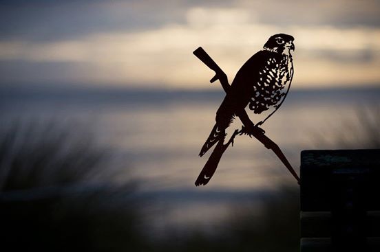 Metalbird Karearea/New Zealand Falcon